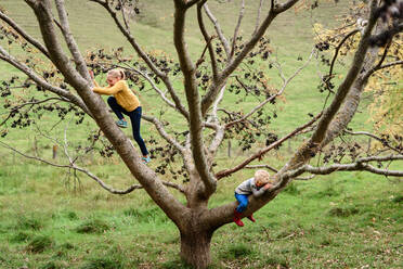 Tween girl and preschool aged boy climbing a tree - CAVF78194