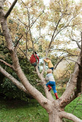 Drei Geschwister klettern im Herbst auf einen Baum - CAVF78196
