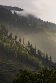 Mit Kiefern bewachsener Berghang und tief hängende Wolken bei Sonnenuntergang, Himalaya - CAVF78582