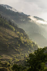 Berglandschaft mit Kiefern und niedrigen Wolken bei Sonnenuntergang, Himalaya - CAVF78583