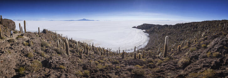 Cactus field over incahuasi island in panoramic view - CAVF78662