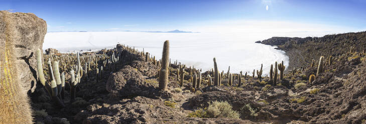 Kaktusfeld über der Insel Incahuasi im Panoramablick - CAVF78663