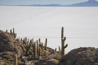 Cactus field over incahuasi island in Uyuni - CAVF78664