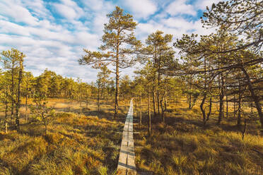 Pfad im Lahemaa-Nationalpark in Estland im Herbst am frühen Morgen - CAVF78801