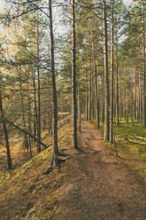 Uralte Bäume im Lahemaa-Nationalpark in Estland im Herbst - CAVF78804