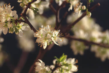 Deutschland, Mirabelle blüht im Frühling - JTF01526