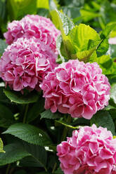 Deutschland, Rosa blühende Hortensien (Hydrangea macrophylla) - JTF01527