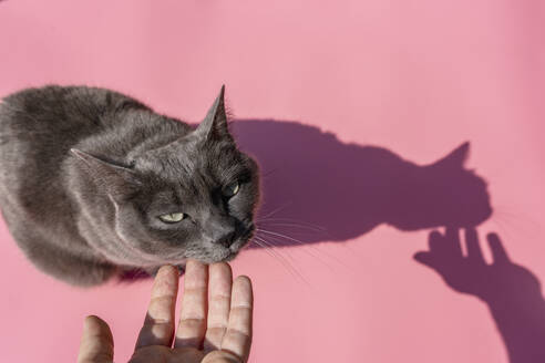 Hand einer Frau, die eine Russisch Blau Katze streichelt - GEMF03531