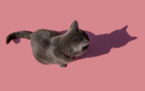 Studioaufnahme von Russisch Blau Katze sitzt gegen rosa Hintergrund, lizenzfreies Stockfoto