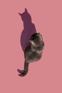 Studioaufnahme von Russisch Blau Katze sitzt gegen rosa Hintergrund - GEMF03535