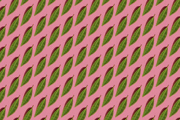 Pattern of green leaves against pink background - GEMF03546