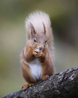 UK, Schottland, Porträt eines roten Eichhörnchens (Sciurus vulgaris) beim Fressen im Freien - MJOF01793