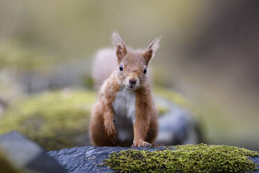 UK, Schottland, Porträt eines im Freien stehenden roten Eichhörnchens (Sciurus vulgaris) - MJOF01794