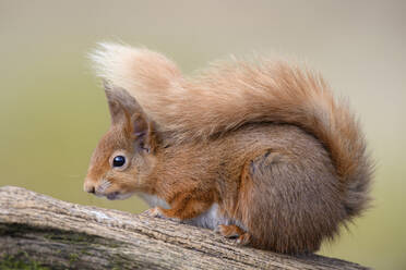 UK, Schottland, Porträt eines im Freien sitzenden roten Eichhörnchens (Sciurus vulgaris) - MJOF01795
