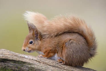 UK, Scotland, Portrait of red squirrel (Sciurus vulgaris) sitting outdoors - MJOF01795