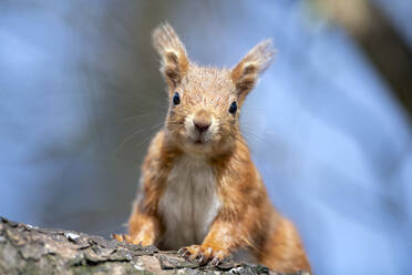 UK, Schottland, Porträt eines roten Eichhörnchens (Sciurus vulgaris) auf einem Ast sitzend - MJOF01796