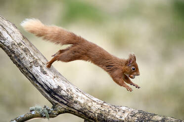 UK, Schottland, Rotes Eichhörnchen (Sciurus vulgaris) springt auf einen Baumast - MJOF01797