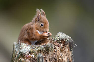 UK, Schottland, Porträt eines roten Eichhörnchens (Sciurus vulgaris) beim Fressen im Freien - MJOF01798