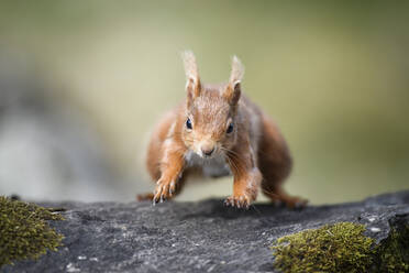 UK, Schottland, Porträt eines im Freien stehenden roten Eichhörnchens (Sciurus vulgaris) - MJOF01800