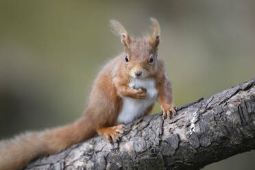 UK, Schottland, Porträt eines roten Eichhörnchens (Sciurus vulgaris) auf einem Ast sitzend - MJOF01801