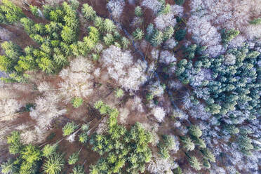 Deutschland, Bayern, Icking, Drone view of stream flowing through mixed forest in winter - SIEF09738