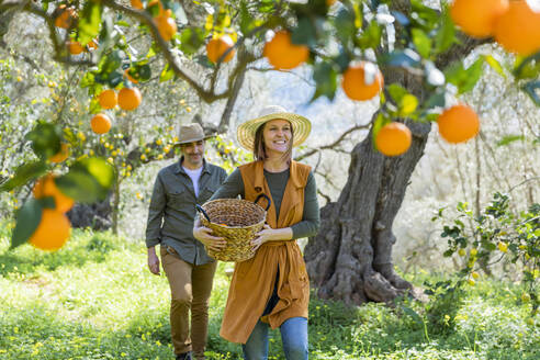 Ehepaar mit einem Korb, das durch eine Orangenplantage geht - VSMF00038