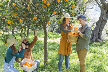 Eine Gruppe von Freunden beim Pflücken von Bio-Orangen während ihres Ausflugs aufs Land - VSMF00040