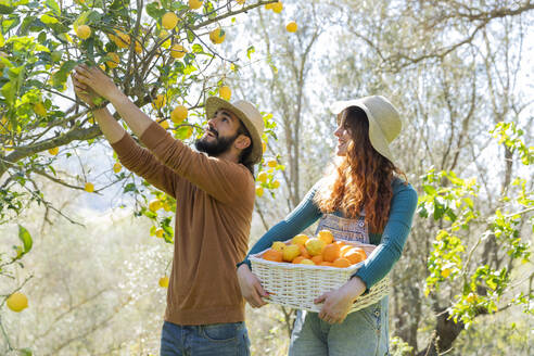 Ehepaar pflückt Bio-Zitronen von einem Baum auf dem Lande - VSMF00041