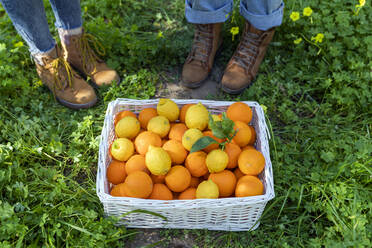 Two women with their harvest of organic oranges and lemons - VSMF00042