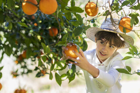 Kleines Mädchen hilft Mutter bei der Orangenernte, lizenzfreies Stockfoto