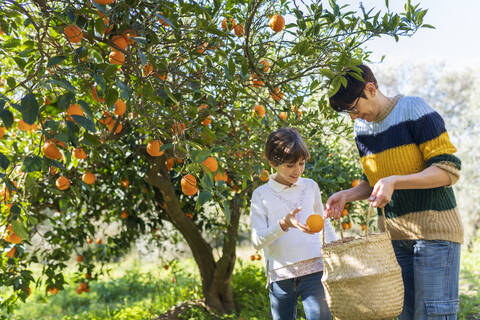 Kleines Mädchen hilft Mutter bei der Orangenernte, lizenzfreies Stockfoto