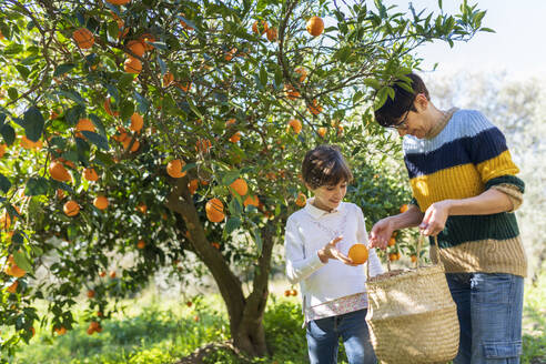 Kleines Mädchen hilft Mutter bei der Orangenernte - VSMF00075
