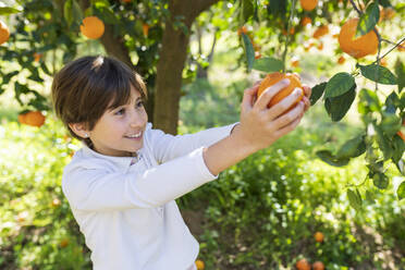 Little girl helping mother with the orange harvest - VSMF00076