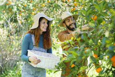 Glückliches Paar pflückt Bio-Orangen von einem Baum auf dem Lande - VSMF00120