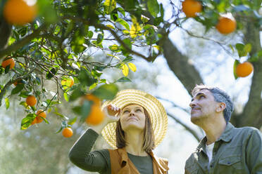 Couple picking organic oranges from a tree - VSMF00128