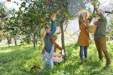 Freunde pflücken Bio-Orangen von einem Baum auf dem Lande - VSMF00133