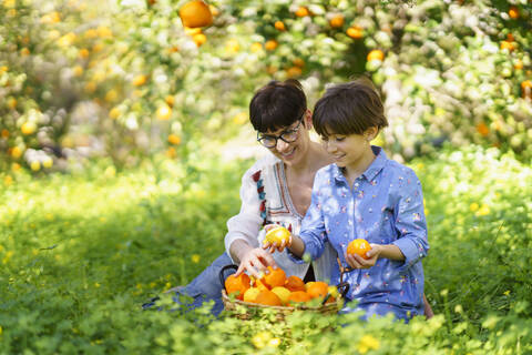 Mutter und Tochter ernten Orangen auf dem Feld, lizenzfreies Stockfoto