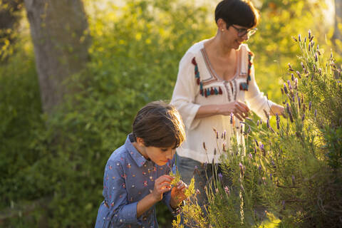 Mutter und Tochter pflücken Lavendel auf dem Land bei Sonnenuntergang, lizenzfreies Stockfoto