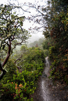 Wanderweg durch Manzanita an einem nebligen Berghang. - CAVF78976