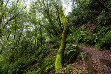 Der Wanderweg führt durch üppig grünen Wald und Farnkraut. - CAVF78977