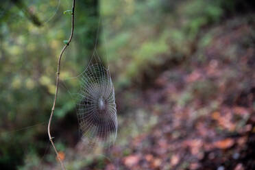 Spinnennetz mit Tau darauf an einer Ranke über dem Waldboden - CAVF78978