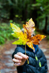 Detail of hand holding large colorful fall leaf by teenager - CAVF78983