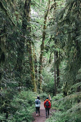 A young couple enjoys a hike in a forest in the Pacific Northwest. - CAVF78989