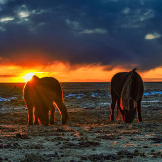 Island, grasende Islandpferde bei dramatischem Sonnenuntergang im Sommer - TOVF00142