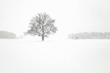 Winterlandschaft mit einzelnem Baum - WFF00305
