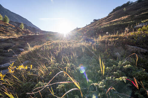 Schweiz, Kanton Graubünden, Alpenflora bei Sonnenuntergang - HBIF00093