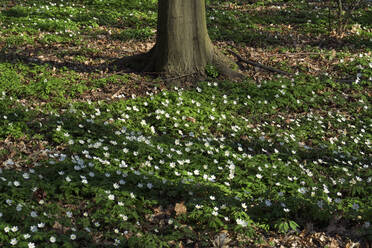 Deutschland, Buschwindröschen (Anemone nemorosa) blühen im Frühjahr - JTF01529