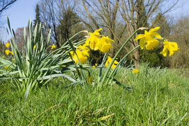 Deutschland, Wilde Narzissen (Narcissus pseudonarcissus) blühen im Frühling - WIF04222