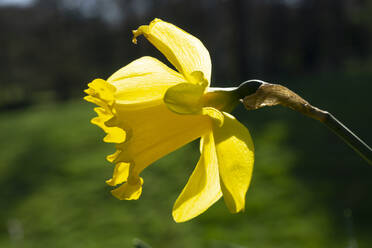 Deutschland, Kopf einer blühenden wilden Narzisse (Narcissus pseudonarcissus) im Frühling - WIF04223