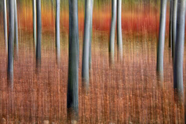 Spain, Province of Cuenca, Canamares, Red reeds cultivated for wicker - DSGF01899